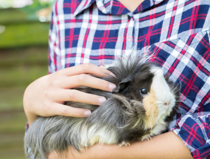 Guinea store pig veterinarian